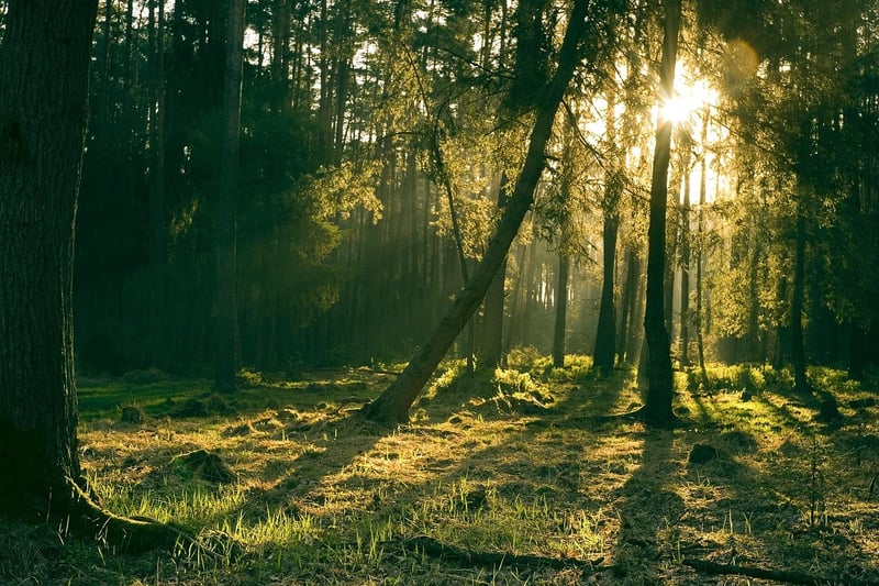 Mystical Forest