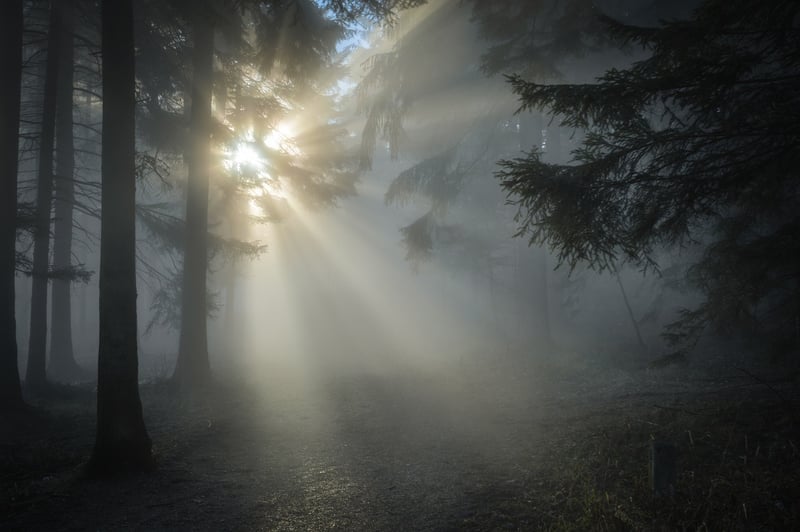 Mystical Forest